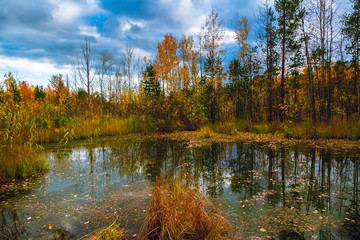 Autumn landscape of the forest on the edge of the swamp
