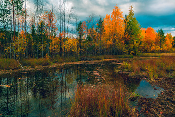 Autumn landscape of the forest on the edge of the swamp