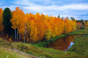 Fototapeta premium On the border between the forest and the floodplain of a dried-up river