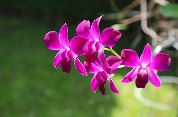 Closeup of  beautiful pink orchid with natural background.