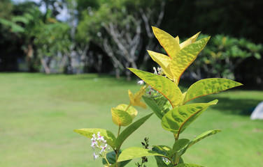 Closeup of springing tree with natural background. The symbol of the beginning. 