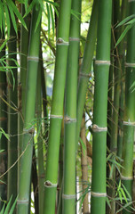 Fototapeta premium Vertical view of bamboo trees in the forest. The natural art background and template.