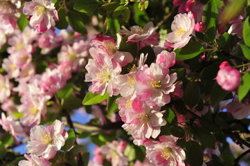 Obraz premium Chinese flowering crab-apple blooming