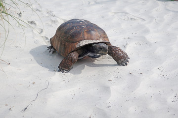 Box Turtle