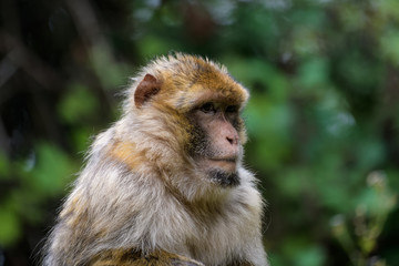 Closeup portrait of a barbary macaque