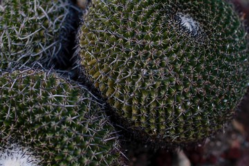 Cactus Close Up