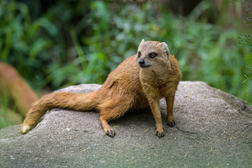 Fox mongoose on a rock