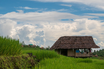 Fototapeta na wymiar Green rice during the rainy season at Thailand. Pa Bong Piang Rice Terraces at Chiang Mai Province, northern Thailand