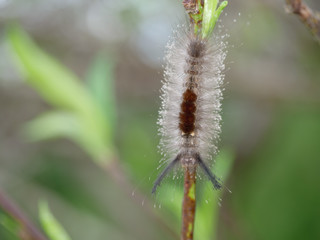 caterpillar of butterfly. fluffy caterpillar macro insect