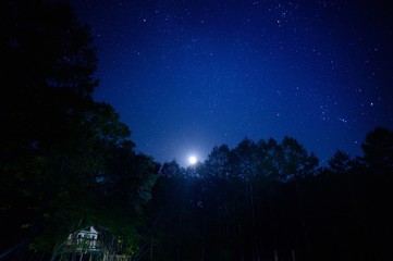 Naklejka premium night tree house