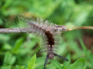 caterpillar of butterfly. fluffy caterpillar macro insect
