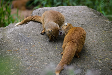 Fox mongooses fighting on a rock before mating
