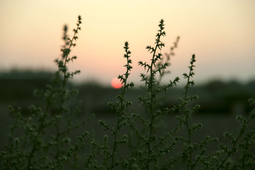 Image of the sunrise on the horizon. In the foreground are green plants. Cropped shot, blurred, background, outside