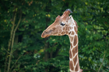 Closeup portrait of a giraffe