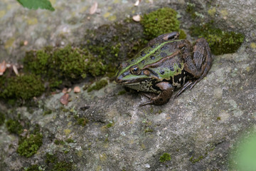 European brown frog sitting on a rock