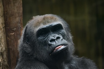 Closeup portrait of a lowland gorilla