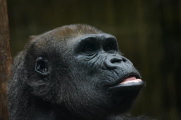 Closeup portrait of a lowland gorilla