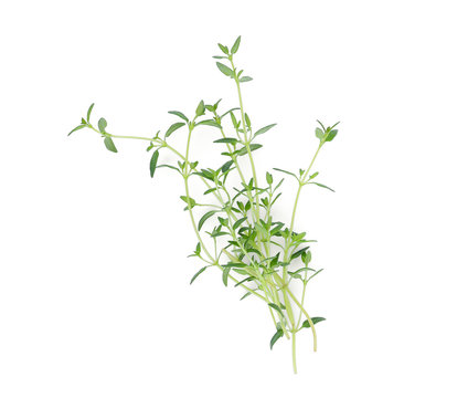 fresh green thyme isolated on white background