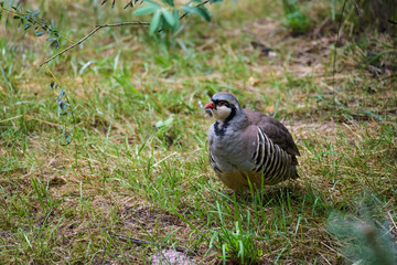 Rock partridge looking for food in the grass
