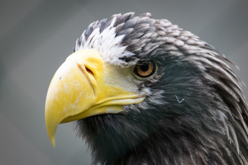 Closeup portrait of a Steller's sea eagle
