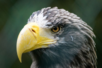 Closeup portrait of a Steller's sea eagle