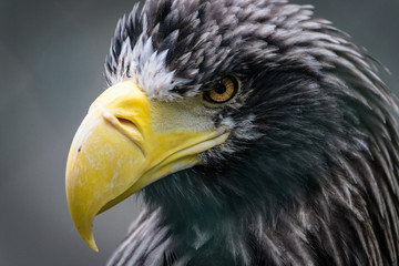 Closeup portrait of a Steller's sea eagle