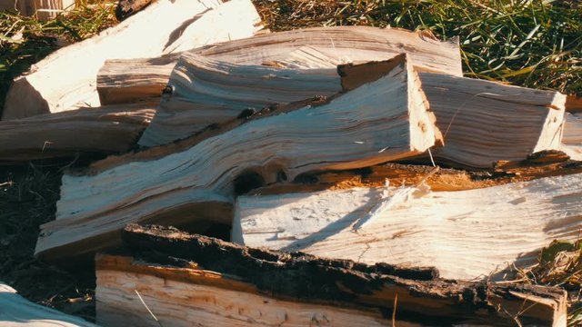 Chopped firewood lies on a ground