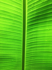 close up of bright green banana leaf texture with back light, green and fresh, in garden