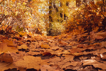 Autumn leaves on ground