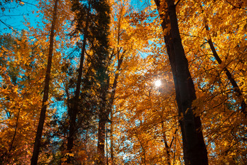 Autumn trees in sunlight