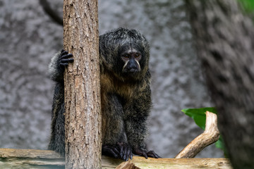 Female white faced saki in a tree