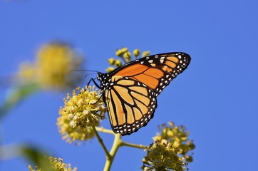Monarch Butterfly