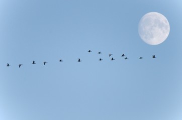 moon in the sky