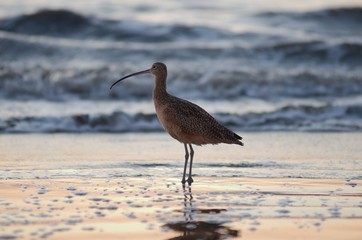 Longbilled Curlew