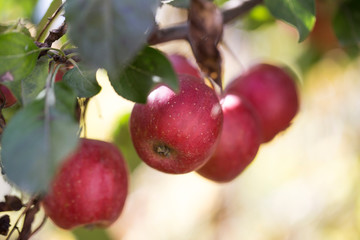 red apples on a tree