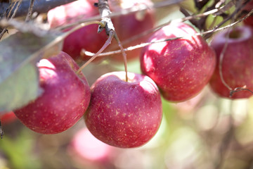 red apples on a tree