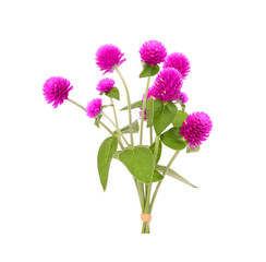 globe amaranth flower isolated on white background