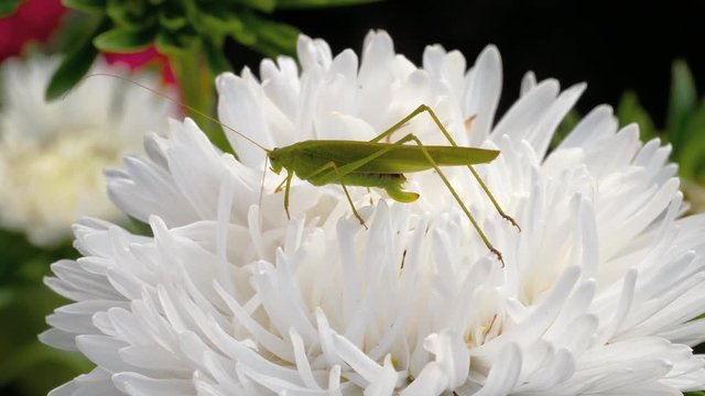 Green locust female on flower