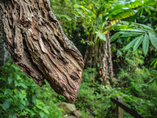 Close up Tree in the forest