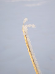 Snow on stalk