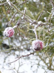 flowers in snow