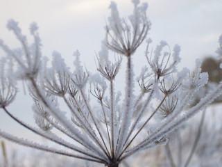 branch of a tree in winter