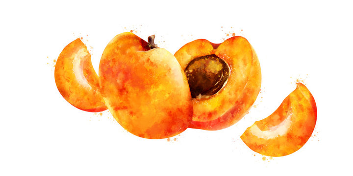 Apricot on white background. Watercolor illustration