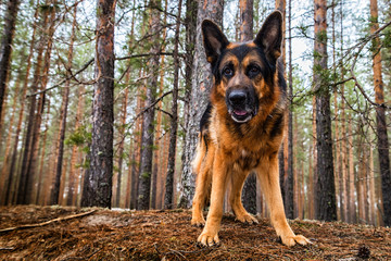 Dog German Shepherd in the forest in an early spring