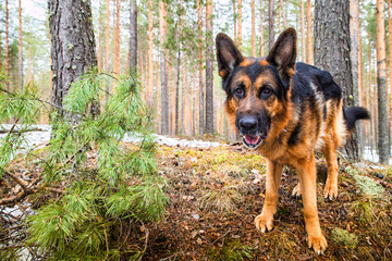 Dog German Shepherd in the forest in an early spring