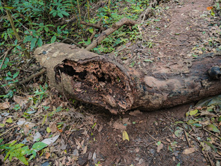 Naklejka na ściany i meble broken tree in the mountain forest