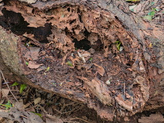 Close up broken tree in the mountain forest