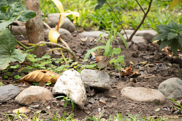 small birds
