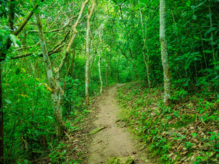Fototapeta premium Forest walkway to the top of the Khao Luang mountain in Ramkhamhaeng National Park,Sukhothai province Thailand
