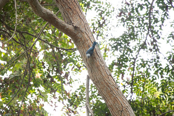 Fototapeta premium small birds